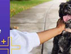 Chewy Vet Care Halcyon Premium Pet Health
