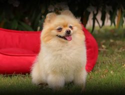 Baxter Boo Dog Clothes Stylish & Durable