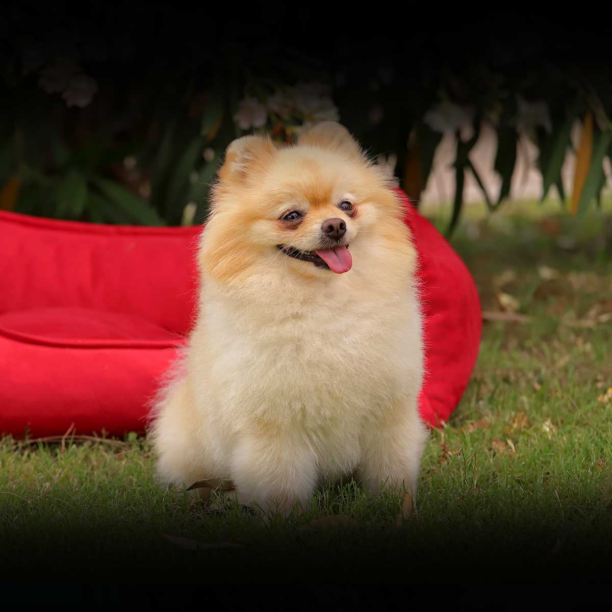 Baxter boo dog clothes