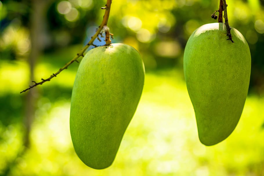 HD wallpaper: mango, tree, green, food, health, healthy, food and drink ... HD wallpaper: mango, tree, green, food, health, healthy, food and drink ...