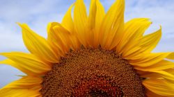 100+ Sunflower Quotes to Brighten Your Day
