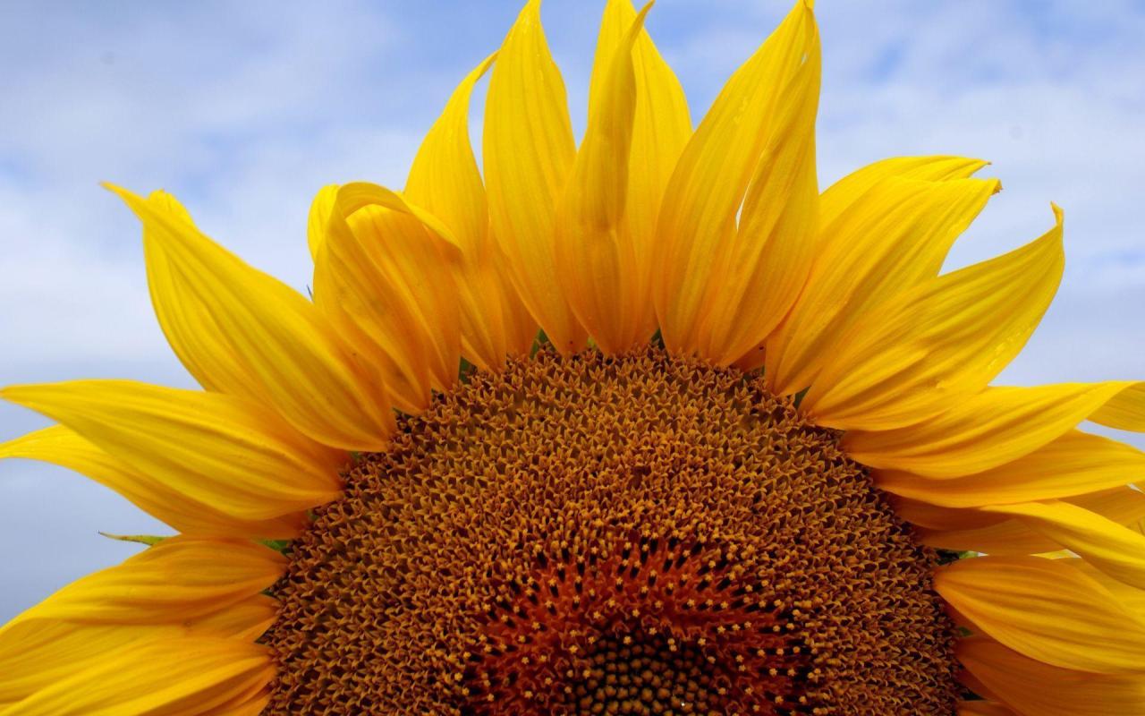 100+ Sunflower Quotes to Brighten Your Day 100+ Sunflower Quotes to Brighten Your Day