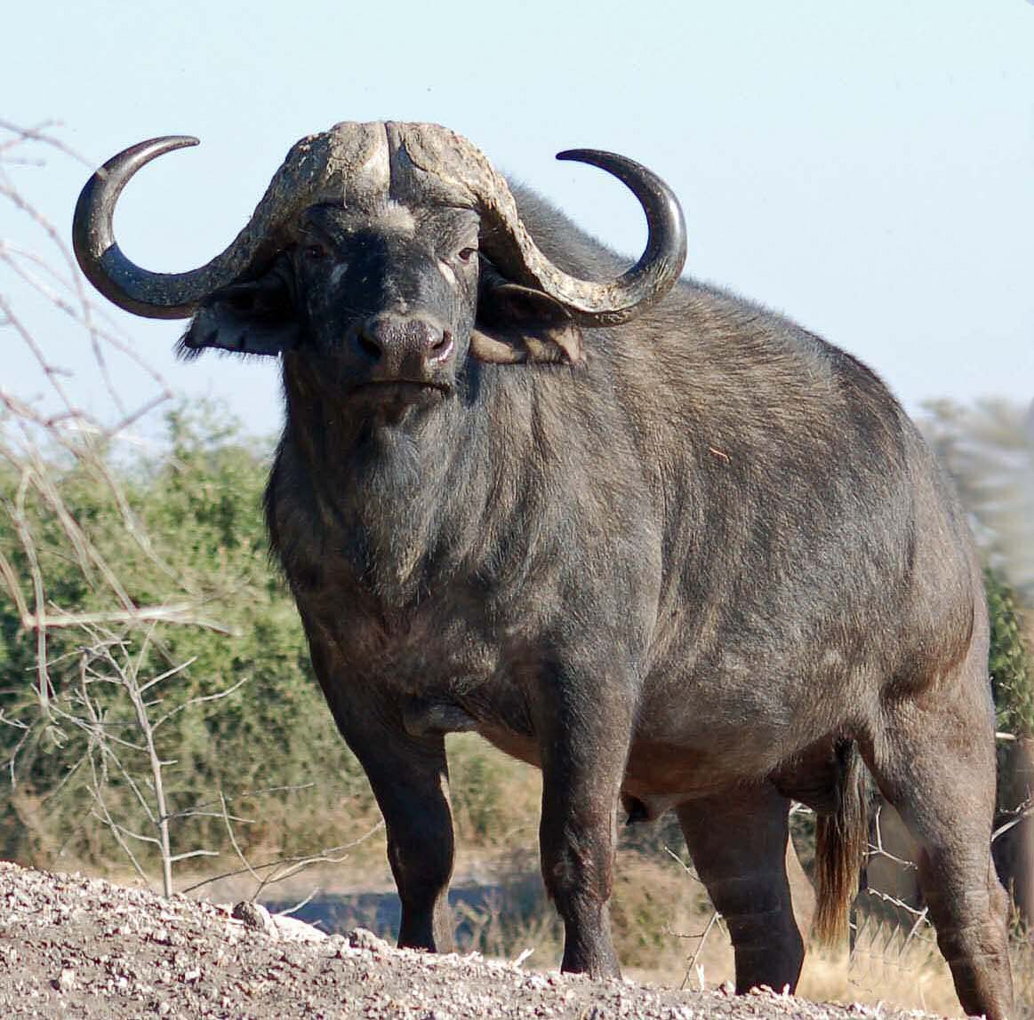 African Buffalo | African buffalo, Deadly animals, African animals African Buffalo | African buffalo, Deadly animals, African animals