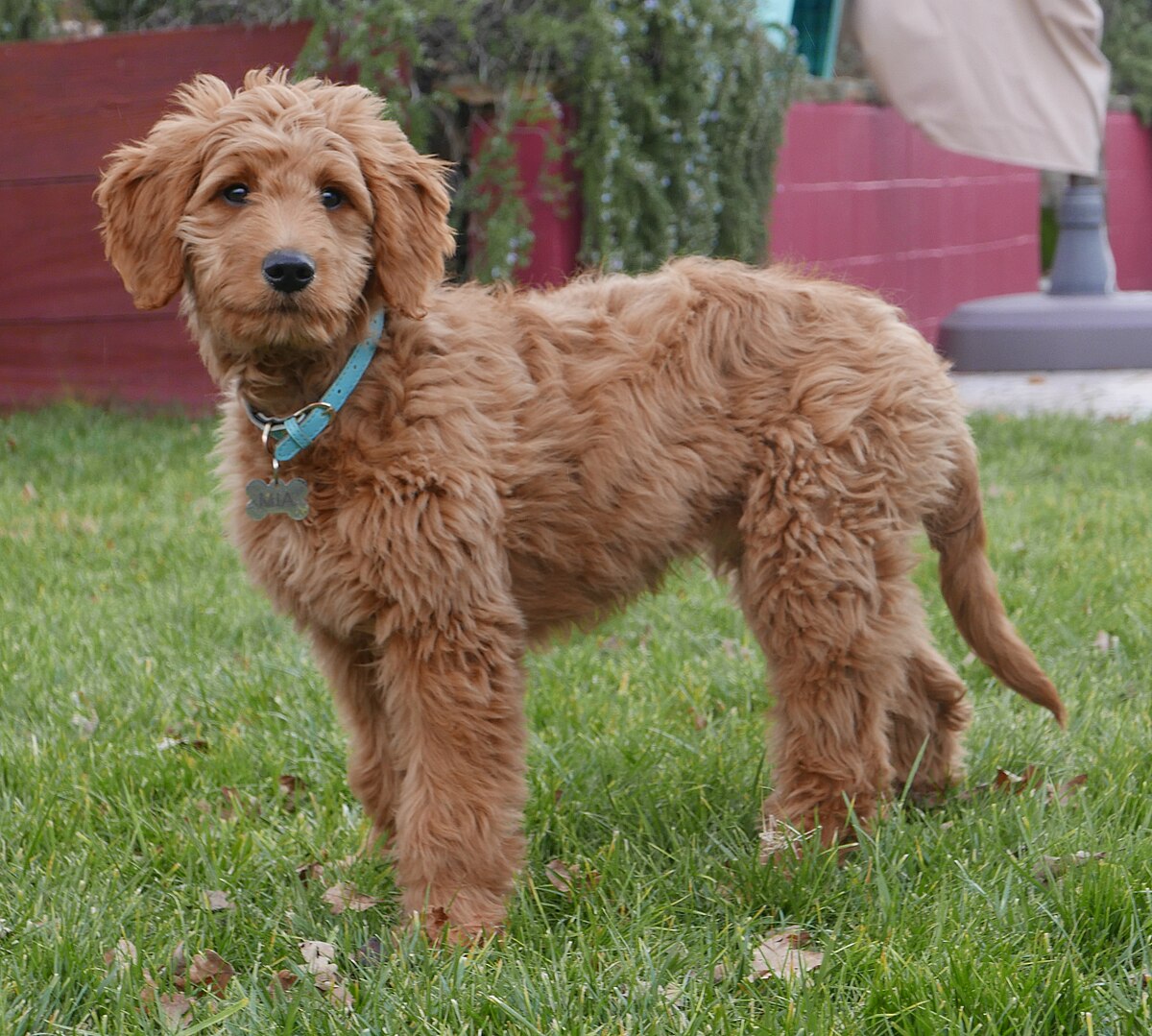 Goldendoodle - Wikipedia Goldendoodle - Wikipedia