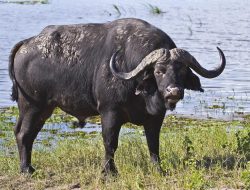 Buffalo Gold Revolution Discover The Ultimate Thrill