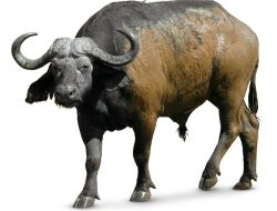 Buffalo Gold Slot Online Free No Download Experience Fun
