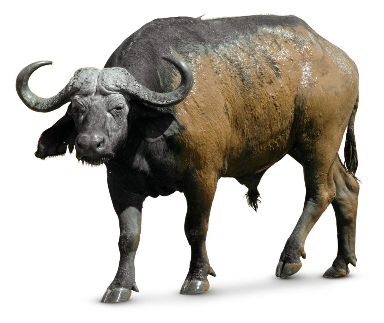 American Bison, also known as buffalo, in the Badlands National Park ... American Bison, also known as buffalo, in the Badlands National Park ...