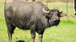 Buffalo Population 2024 - Glenda Candice