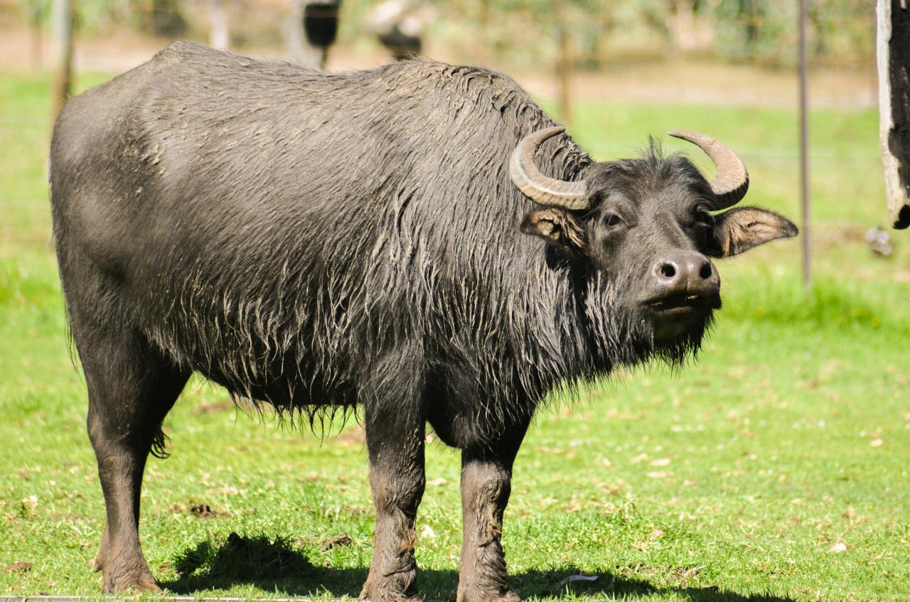 Buffalo Population 2024 - Glenda Candice Buffalo Population 2024 - Glenda Candice