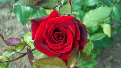 33％割引品質のいい Rose Rose Rose アート/写真 日用品/インテリア-OTA.ON.ARENA.NE.JP