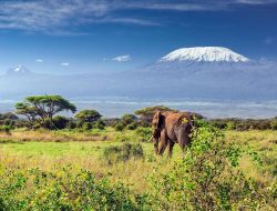 Kilimanjaro Hiking Companies Leading Adventure Seekers
