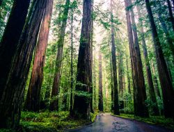 Redwood City Hiking Trails Explore Natures Best