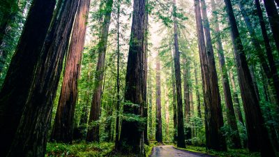 Redwoods | Taken with a Nikon D800 and a Voigtlander 20mm Co… | Flickr