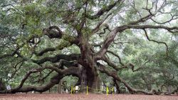 Oak Mountain Hiking Trail Map Your Ultimate Guide
