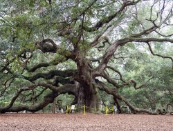 Oak Mountain Hiking Trail Map Your Ultimate Guide