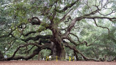 Oak Mountain Hiking Trail Map Your Ultimate Guide